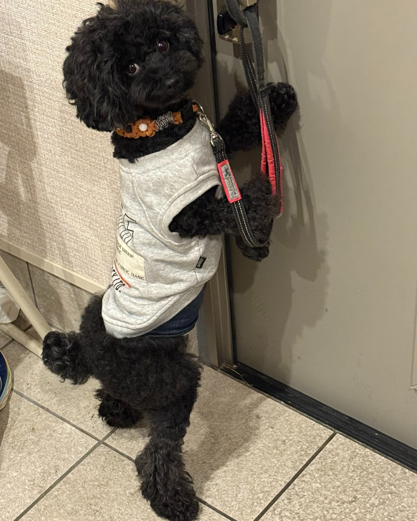 シッターさんのペット紹介】