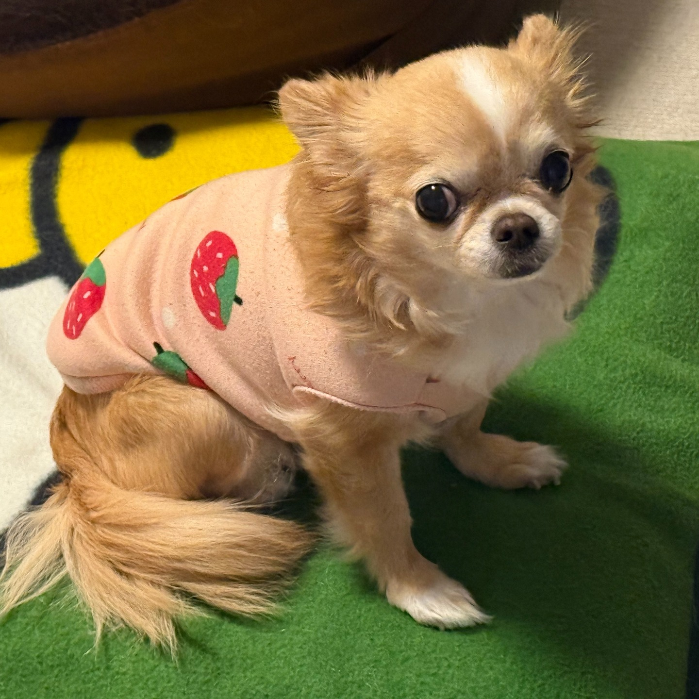 シッター報告】