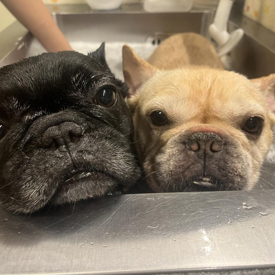 【シッターさん家のペット紹介🐾】