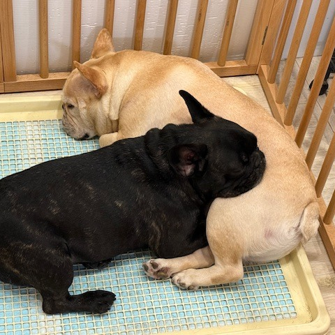 【シッターさん家のペット紹介🐾】